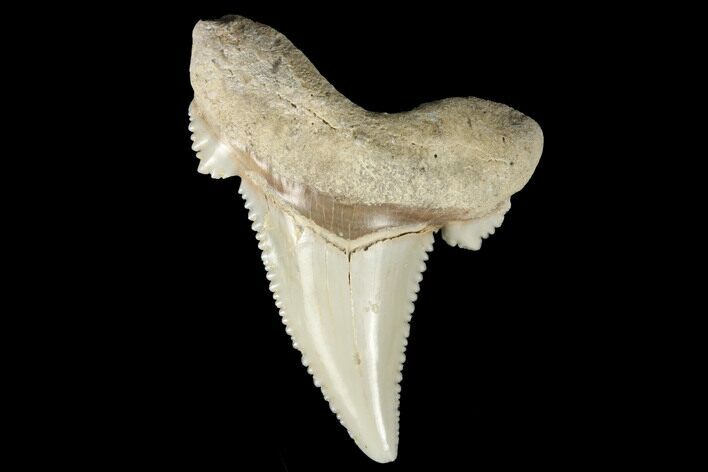 Serrated Fossil Auriculatus Tooth - Sarysu River, Kazakhstan #173802